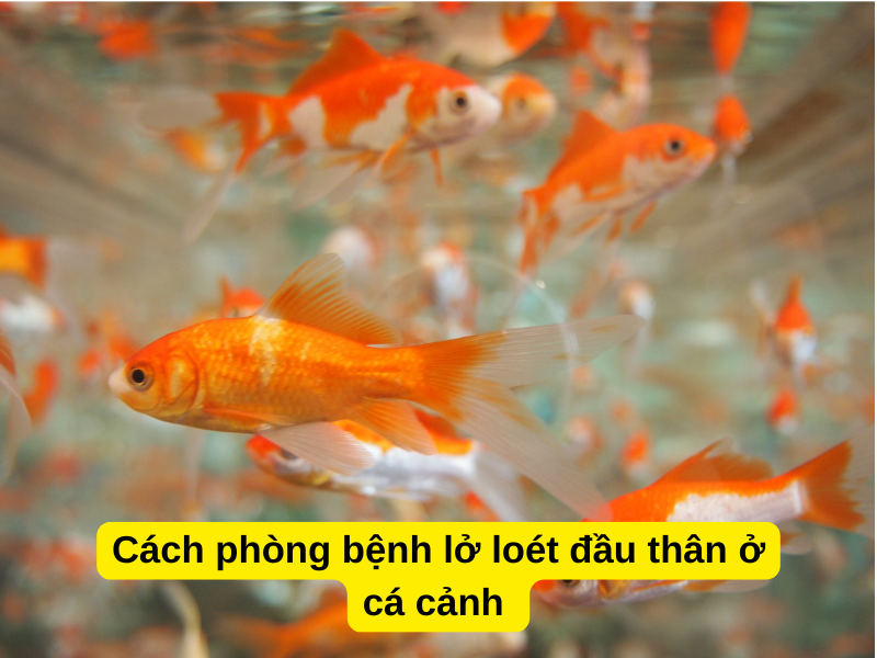 Cách phòng bệnh lở loét đầu thân ở cá cảnh 