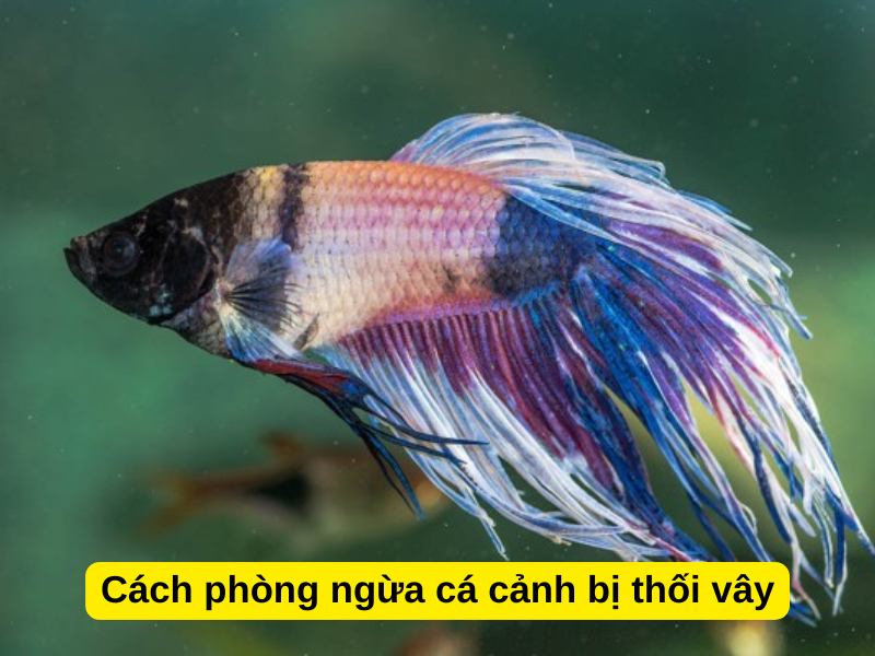 Cách phòng ngừa cá cảnh bị thối vây