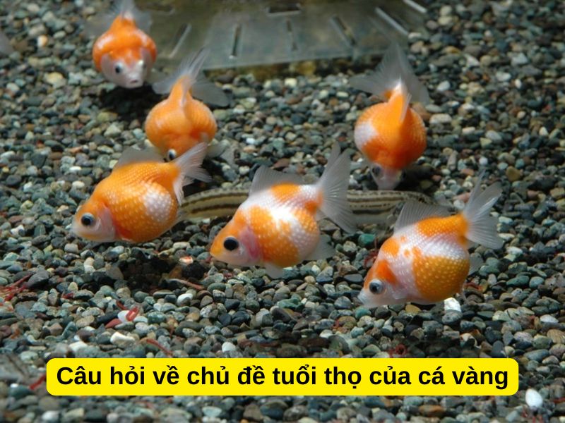 Câu hỏi về chủ đề tuổi thọ của cá vàng