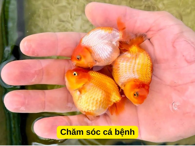 Chăm sóc cá bệnh