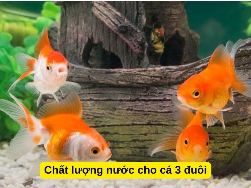 Chất lượng nước cho cá 3 đuôi (pH, nhiệt độ, amoniac, nitrit, nitrat)