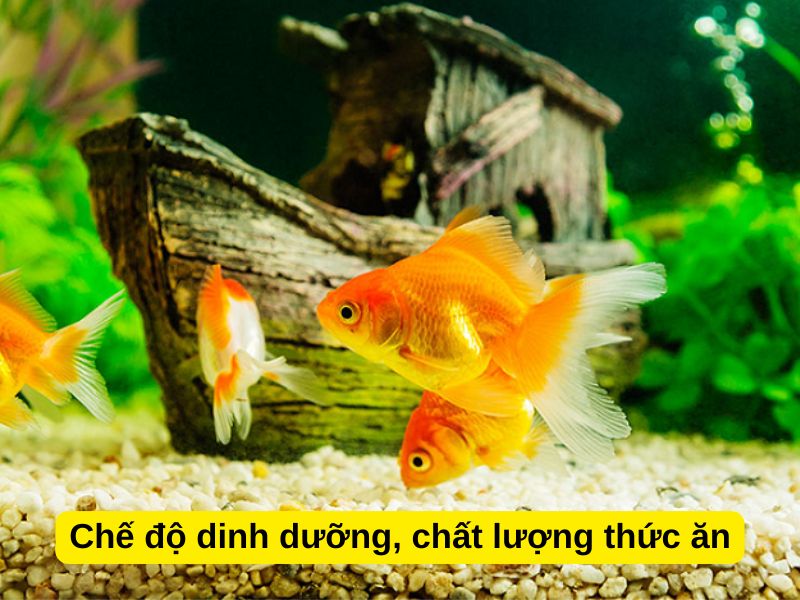 Chế độ dinh dưỡng, chất lượng thức ăn