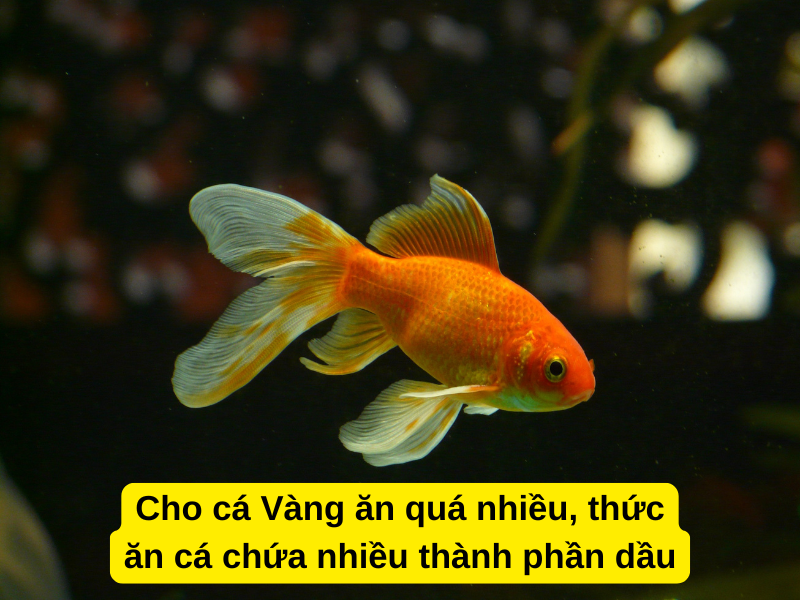 Cho cá Vàng ăn quá nhiều, thức ăn cá chứa nhiều thành phần dầu