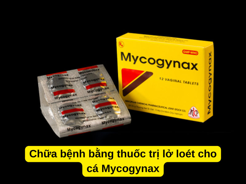 Chữa bệnh bằng thuốc trị lở loét cho cá Mycogynax