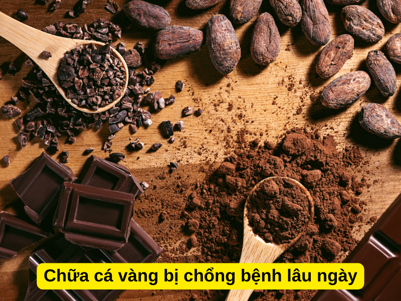 Cách sử dụng cacao để điều trị cá vàng bị chổng