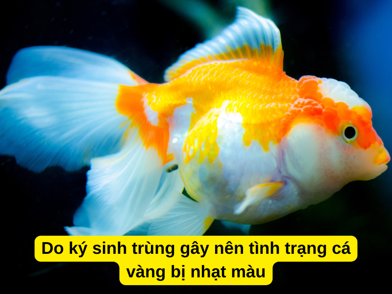 Do ký sinh trùng gây nên tình trạng cá vàng bị nhạt màu