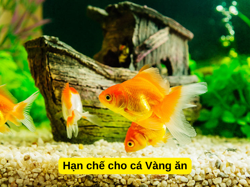 Hạn chế cho cá Vàng ăn