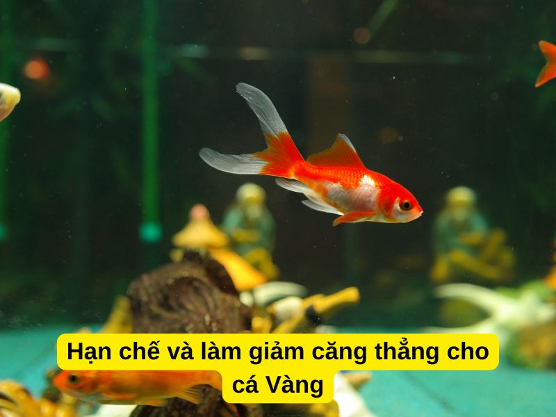 Hạn chế và làm giảm căng thẳng cho cá Vàng