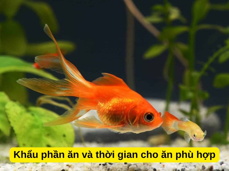 Khẩu phần ăn và thời gian cho ăn phù hợp