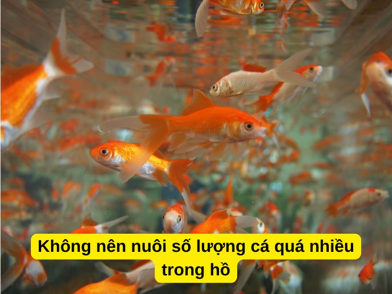 Không nên nuôi số lượng cá quá nhiều trong hồ