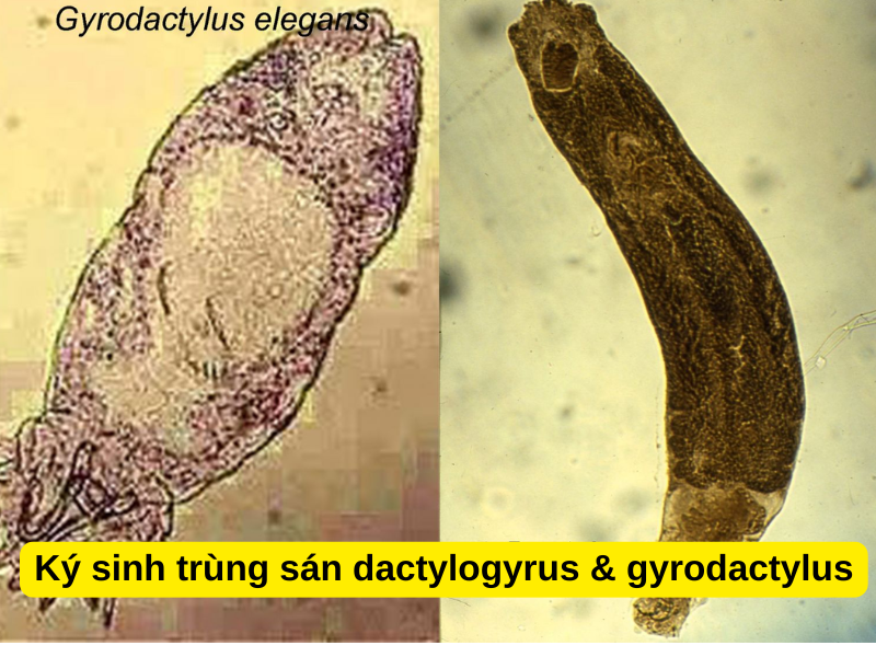 Ký sinh trùng sán dactylogyrus & gyrodactylus