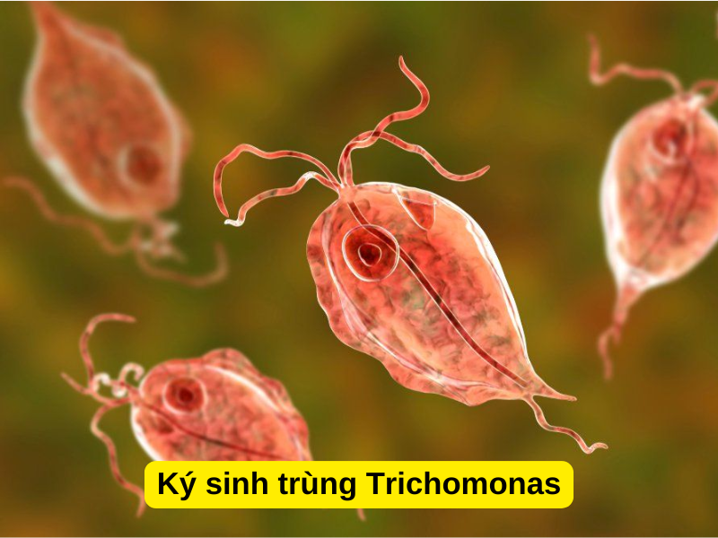 Ký sinh trùng Trichomonas