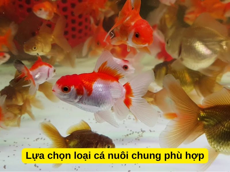 Lựa chọn loại cá nuôi chung phù hợp