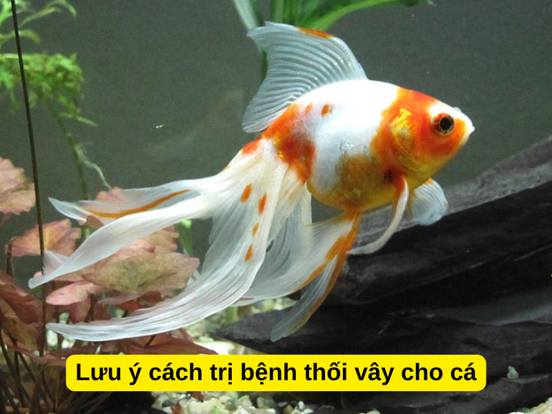 Lưu ý cách trị bệnh thối vây cho cá