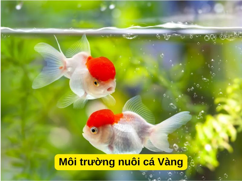 Môi trường nuôi cá Vàng