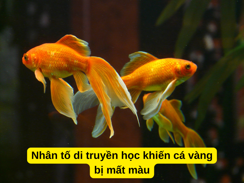 Nhân tố di truyền học như nguồn gen, giống, cách lai tạo cũng khiến cá vàng bị mất màu