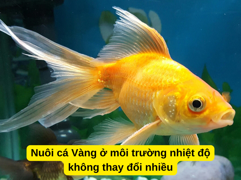 Nuôi cá Vàng ở môi trường nhiệt độ không thay đổi nhiều