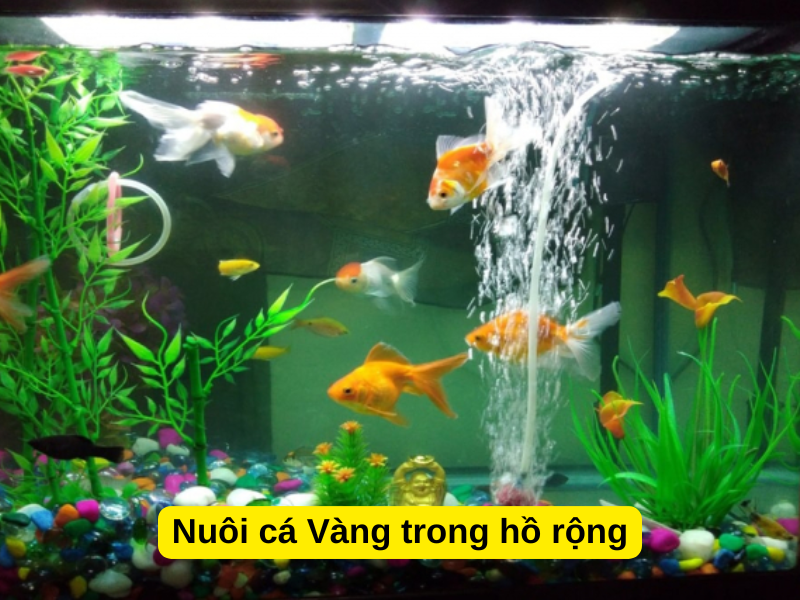 Nuôi cá Vàng trong hồ rộng giúp giảm căng thẳng cho cá