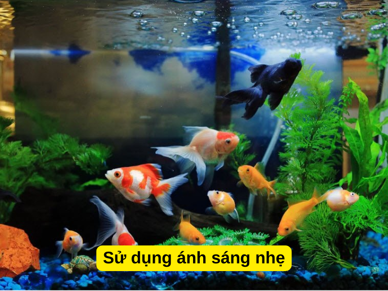 Sử dụng ánh sáng nhẹ