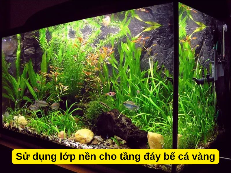 Sử dụng lớp nền cho tầng đáy bể cá vàng