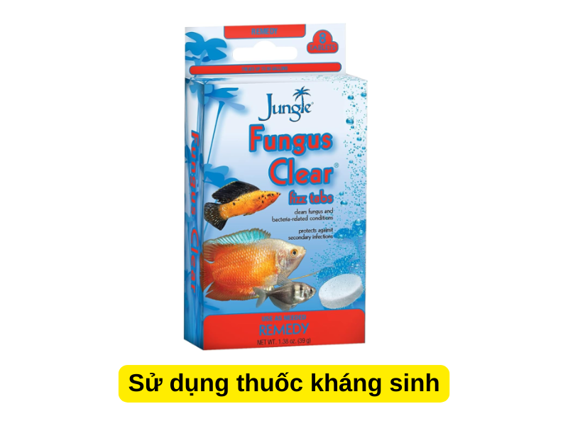 Sử dụng thuốc kháng sinh để chữa trị bênh cá vàng bị thối vây 