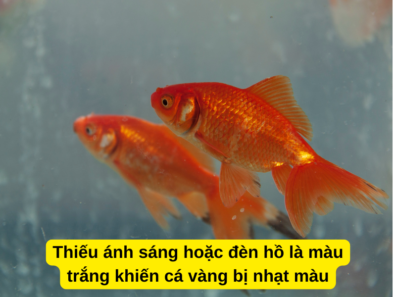 Thiếu ánh sáng hoặc đèn hồ là màu trắng khiến cá vàng bị nhạt màu