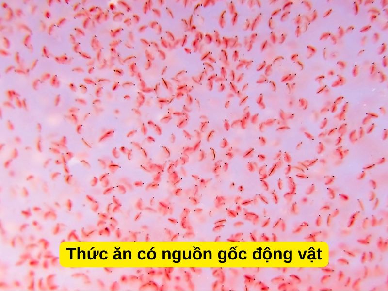 Thức ăn có nguồn gốc động vật