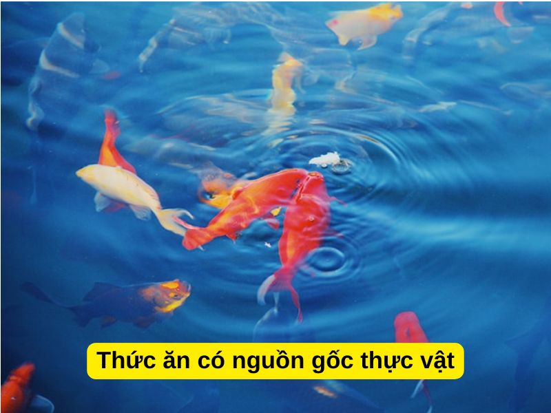 Thức ăn có nguồn gốc thực vật