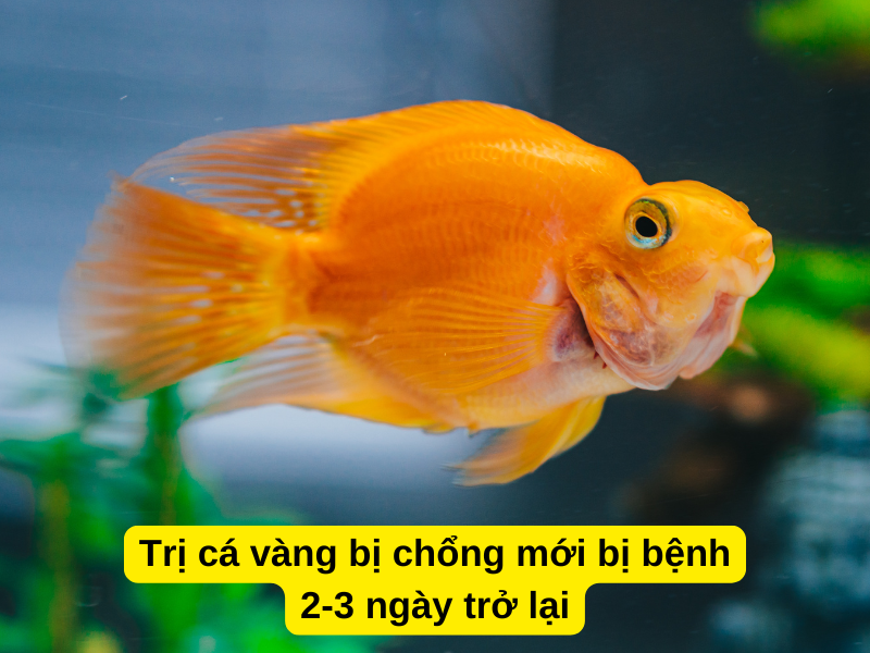 Cách trị cá vàng bị chổng mới bị bệnh 2-3 ngày trở lại