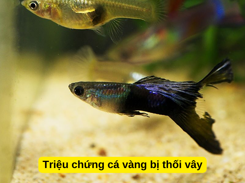 Triệu chứng cá vàng bị thối vây