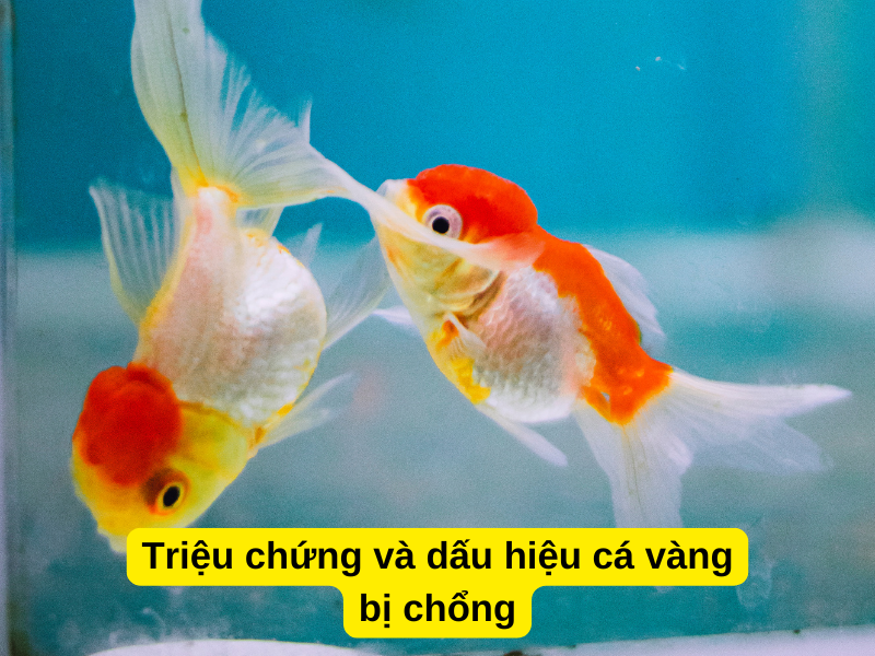 Triệu chứng và dấu hiệu cá vàng bị chổng