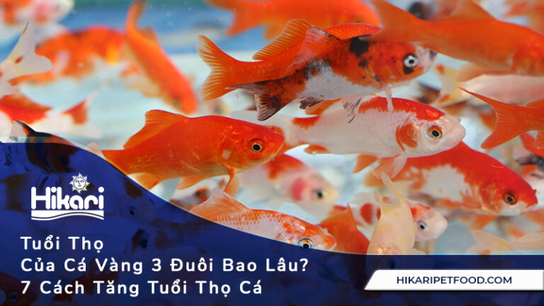 Tuổi Thọ Của Cá Vàng 3 Đuôi Bao Lâu