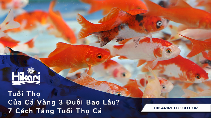 Tuổi Thọ Của Cá Vàng 3 Đuôi Bao Lâu? 7 Cách Tăng Tuổi Thọ Cho Cá