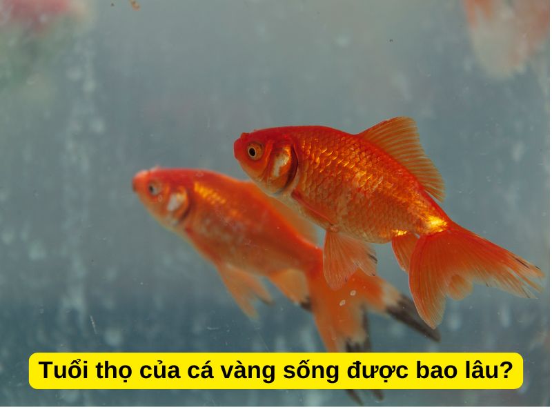 Tuổi thọ của cá vàng sống được bao lâu?