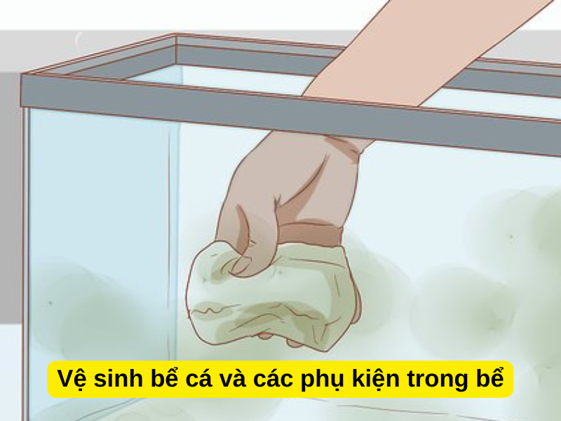 Vệ sinh bể cá và các phụ kiện trong bể