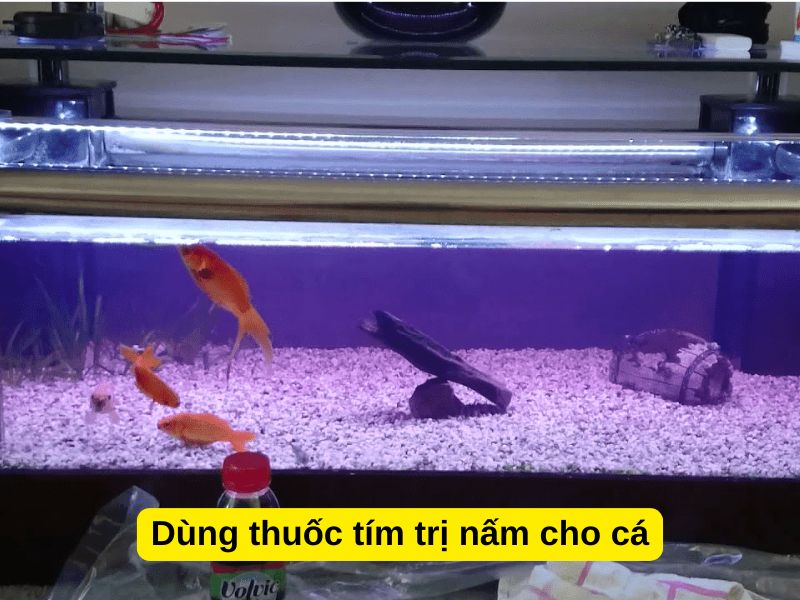 Dùng thuốc tím trị nấm cho cá