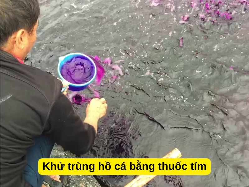 Khử trùng hồ cá bằng thuốc tím