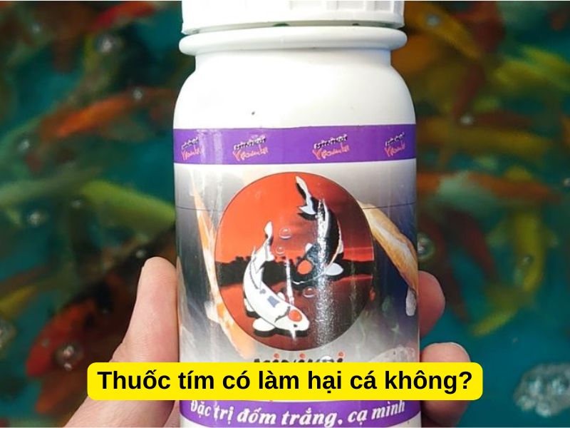 Thuốc tím có làm hại cá không?