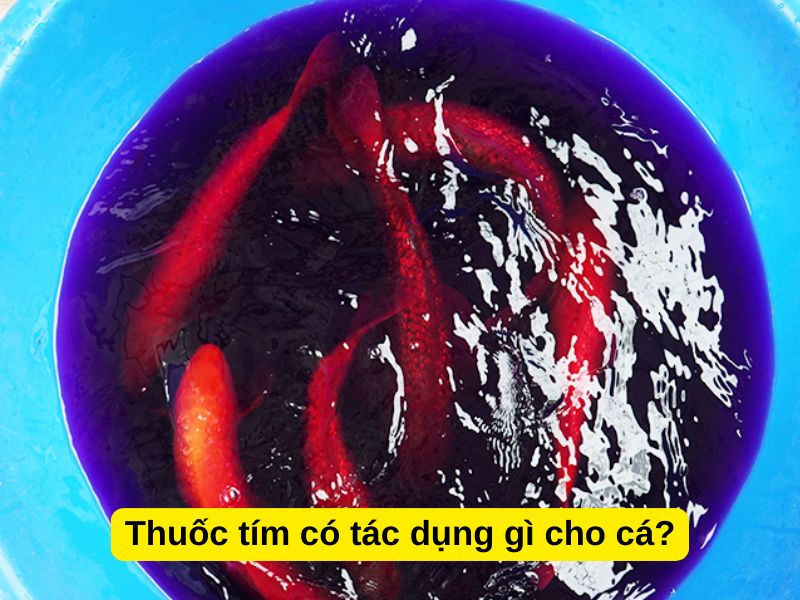 Thuốc tím có tác dụng gì cho cá?