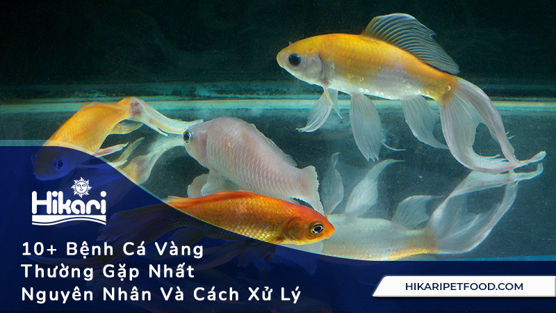 10 Bệnh Cá Vàng Thường Gặp: Nguyên Nhân Và Cách Xử Lý