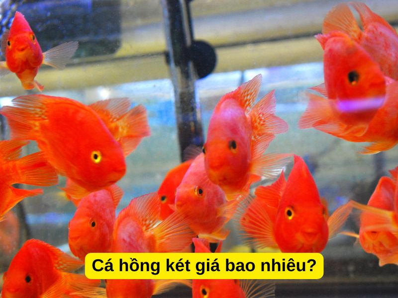 Cá hồng két giá bao nhiêu?