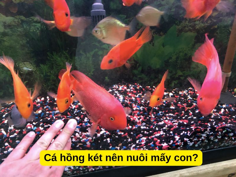 Cá hồng két nên nuôi mấy con?