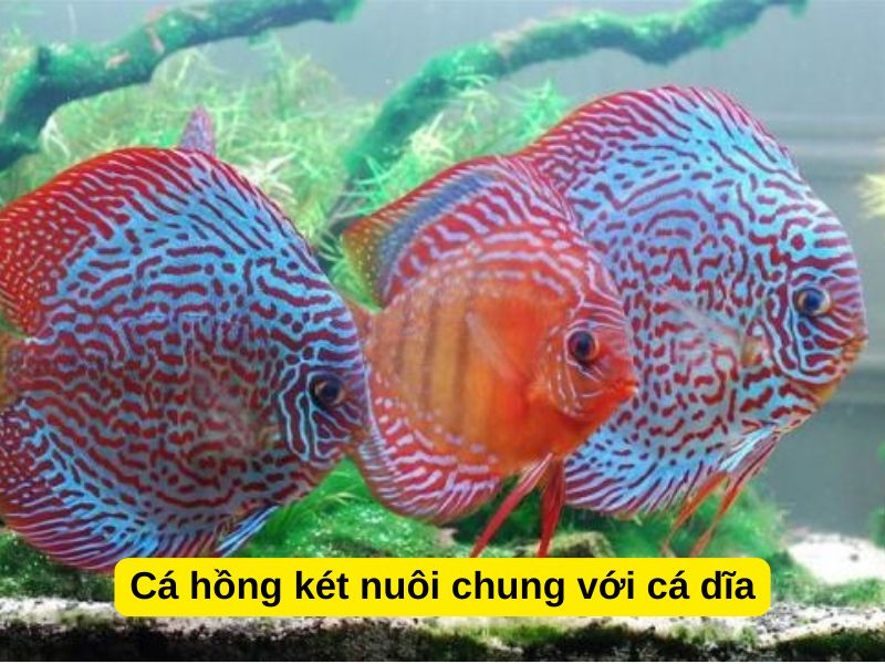 Cá hồng két nuôi chung với cá dĩa