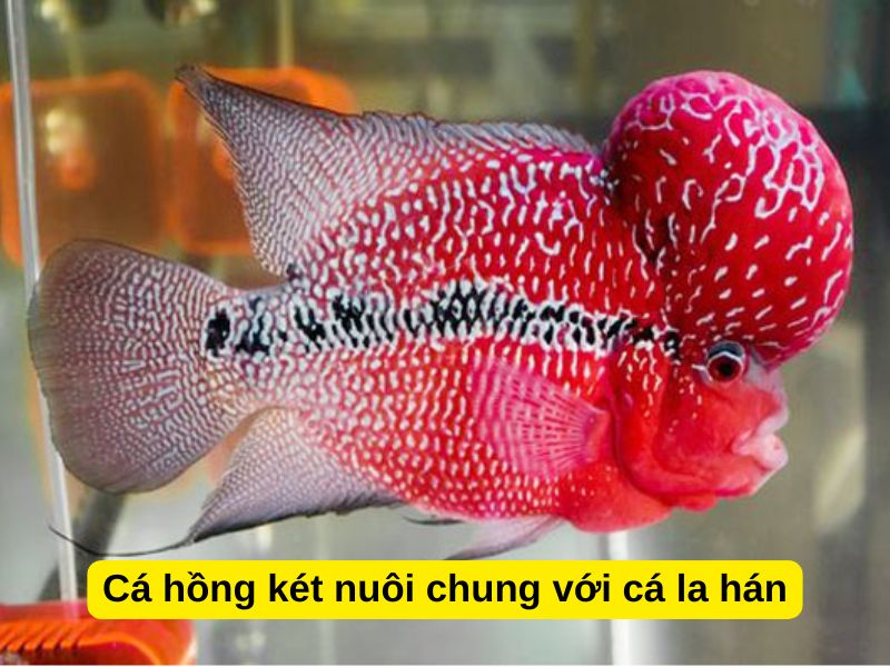 Cá hồng két nuôi chung với cá la hán