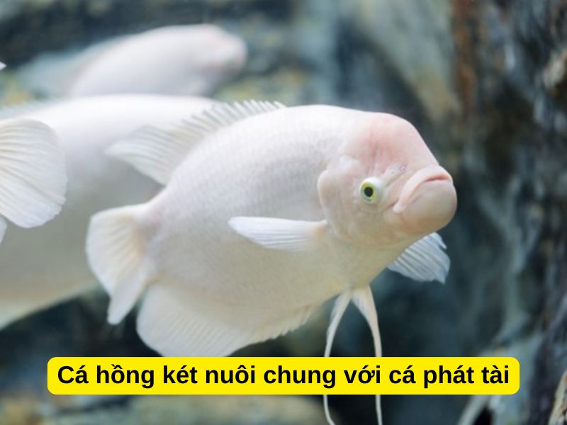 Cá hồng két nuôi chung với cá gì? Cá hồng két nuôi chung với cá phát tài