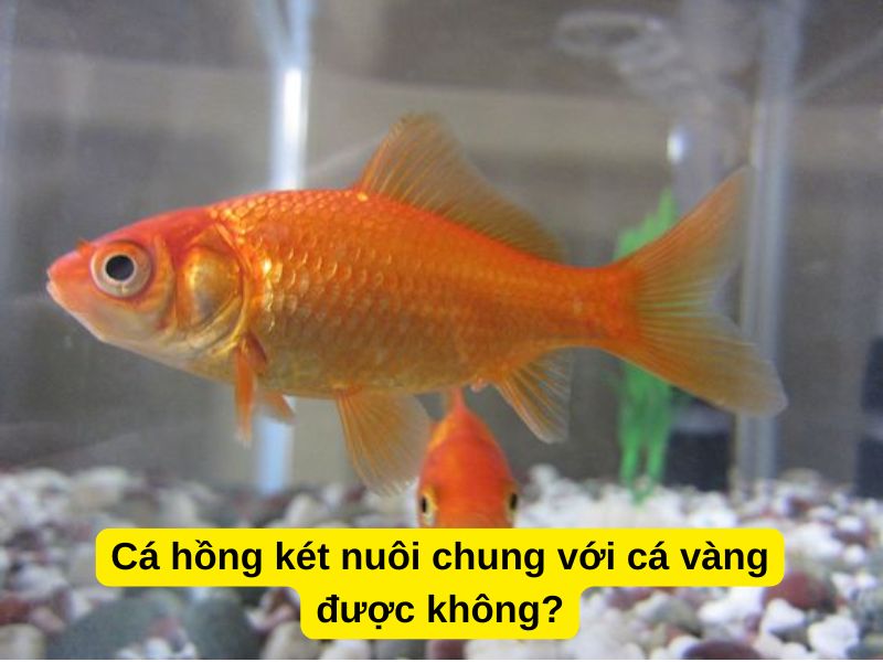 Cá hồng két nuôi chung với cá vàng được không?