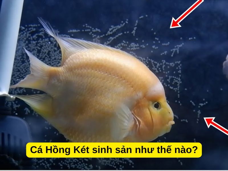 Cá Hồng Két sinh sản như thế nào?