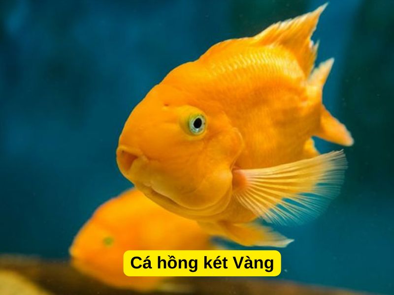 Cá hồng két Vàng