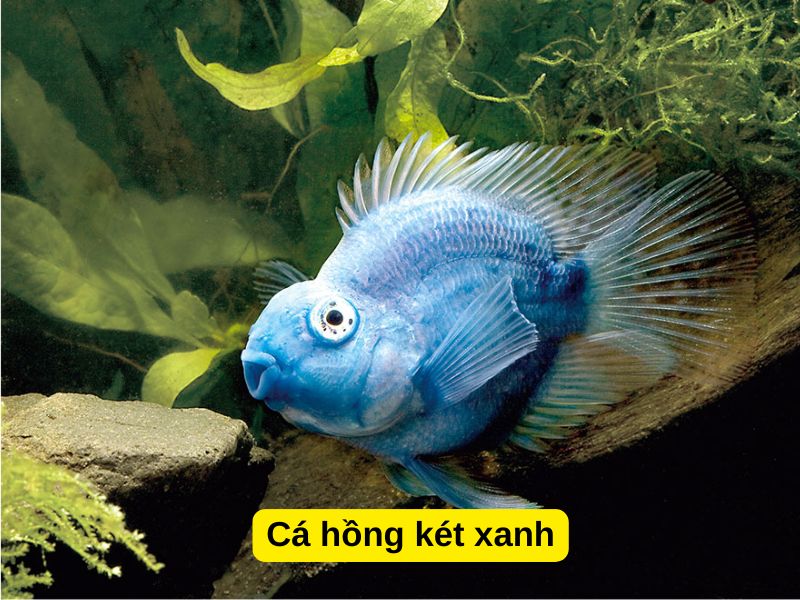 Cá hồng két Xanh