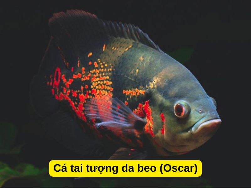 Cá tai tượng da beo (Oscar)